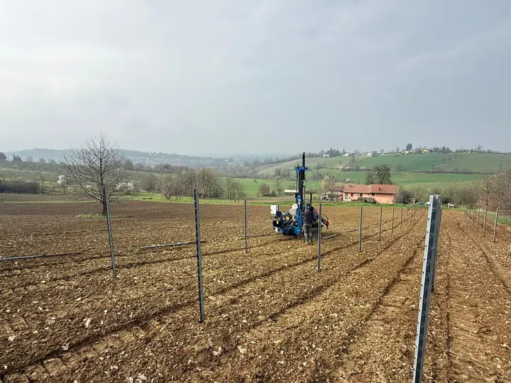 Battipalo al lavoro tra i filari di un nuovo impianto in collina