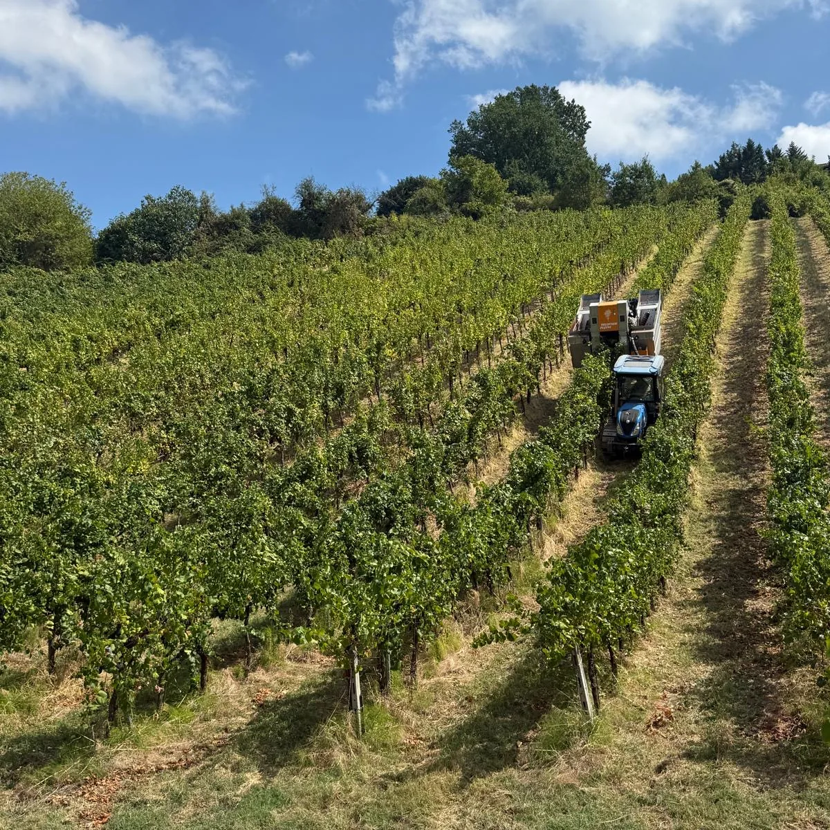 Vendemmiatrice Pellenc al lavoro tra i filari di un vigneto in collina