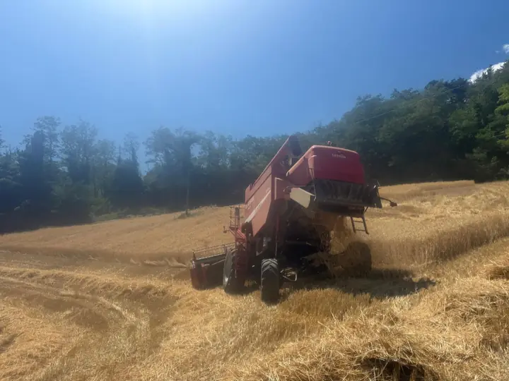 Macchina da raccolta al lavoro in un campo di cereali