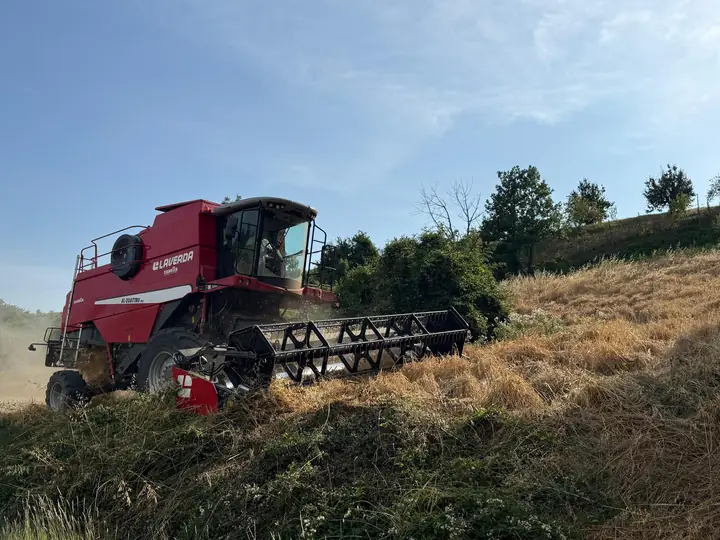 Mietitrebbia rossa al lavoro ai margini di un campo