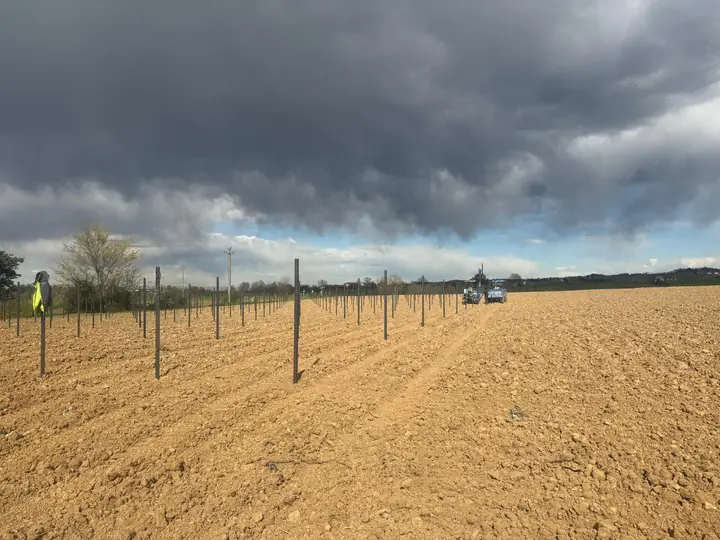 Nuovo impianto con pali posati su terreno appena lavorato