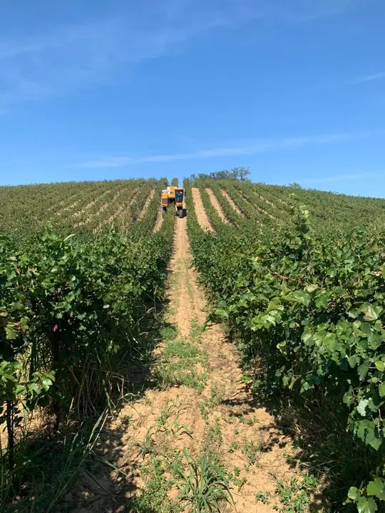 Vendemmiatrice Pellenc che risale i filari di un vigneto in collina