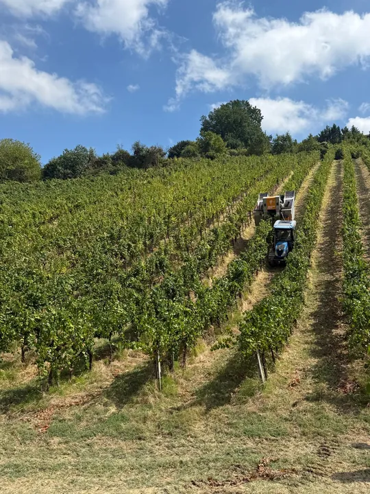 Vendemmiatrice Pellenc al lavoro tra i filari di un vigneto in collina